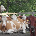 Bauernhof Unterbichl Farm stay *