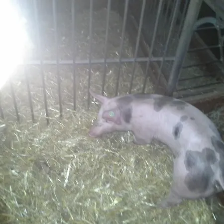 Bauernhof Unterbichl *