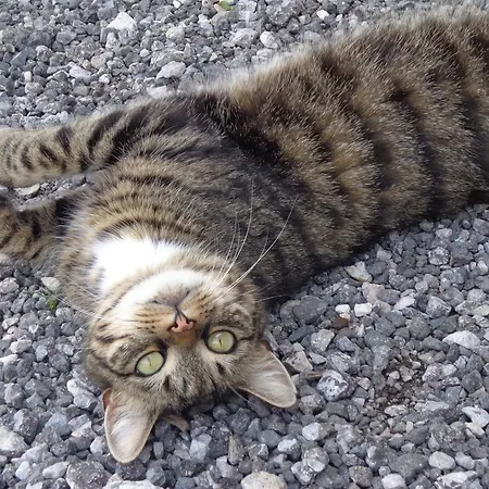 Bauernhof Unterbichl *