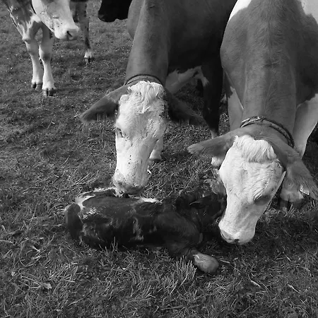 Farma Bauernhof Unterbichl
