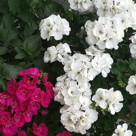 باورنهوف أونتربيخل فلاخاو