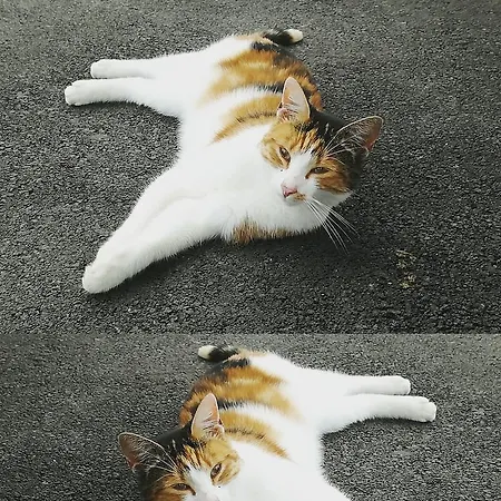 باورنهوف أونتربيخل مزرعة للإقامة *