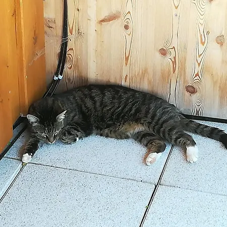 مزرعة للإقامة باورنهوف أونتربيخل *