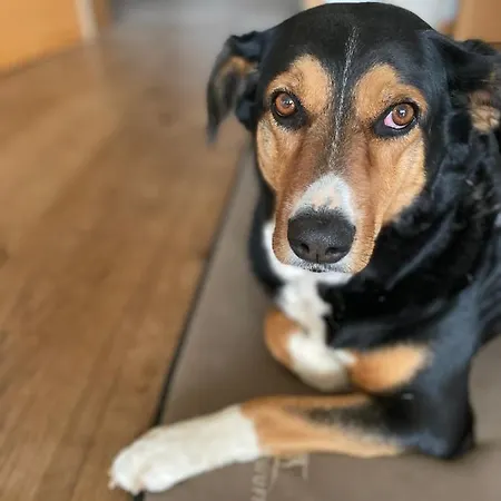 Bauernhof Bauernhof Unterbichl *